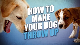 Top 26 how can i make my dog throw up with salt