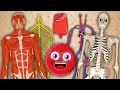 How Your Body Works! | KLT Anatomy