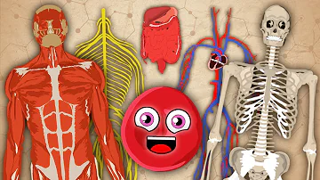 How Your Body Works! | KLT Anatomy