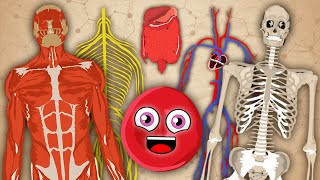 How Your Body Works! | KLT Anatomy