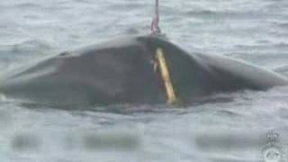 [Guardian] Graphic footage of Japanese whaling released
