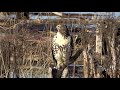 Birds of BC redtail hawk brunswick point
