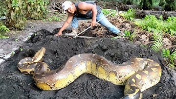 NYATA INILAH SOSOK SILUMAN ULAR PYTHON BUNTET RAKSASA MENYARAMKAN SI PENGHUNI TANAH HITAM | SNAKE