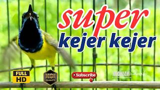 Sogon Fighter Langsung Respon Dengar Suara Sogon Gacor 33