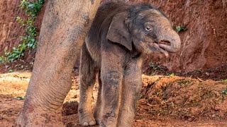 This Cute Baby Elephant Sucking Its Trunk Will Melt Your Heart!
