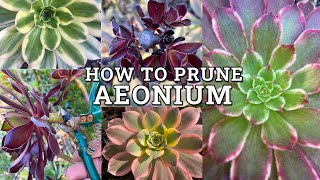 How To Prune & Trim Aeonium Succulents