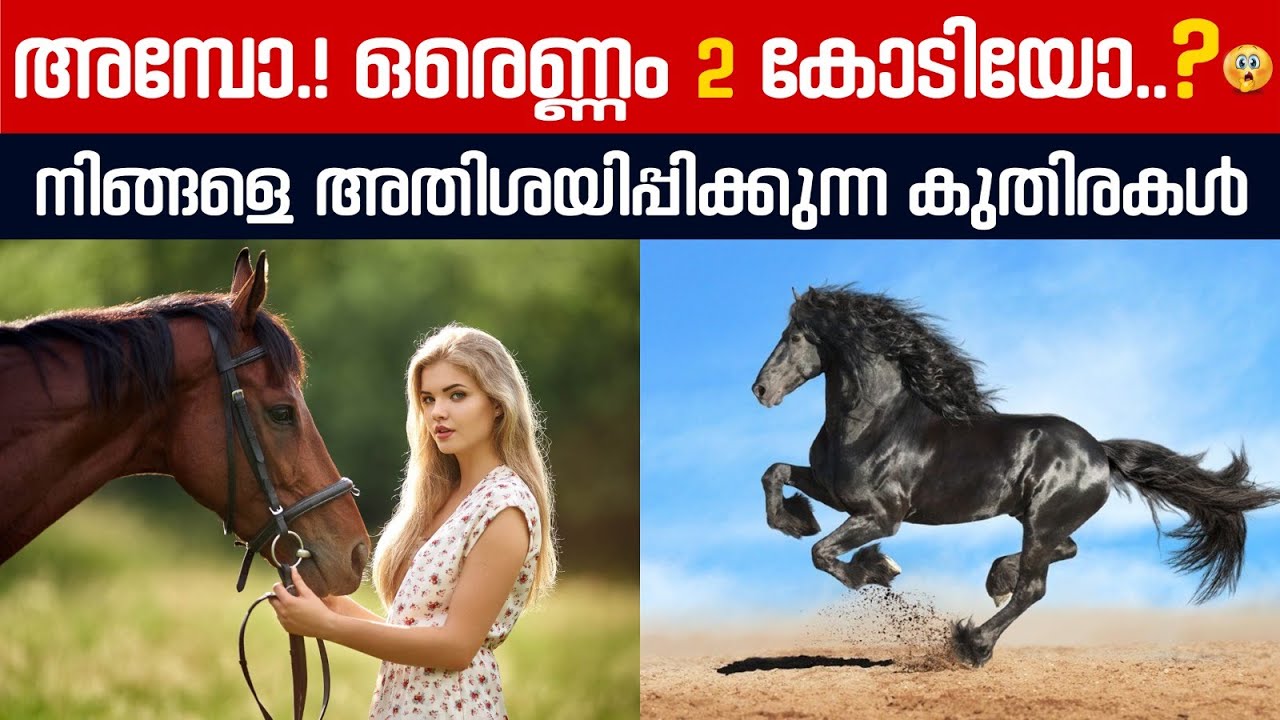 അമ്പോ ഒരെണ്ണം 2 കോടി രൂപയോ ?? 😳😳 MOST EXPENSSIVE HORSES MALAYALAM
