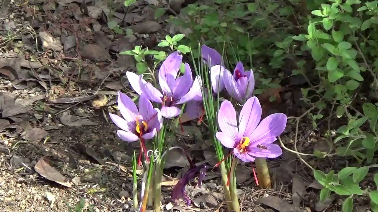 サフランの花 デンのハーブガーデンより 自然のハーバルライフ Herb Japanese Herb Garden Youtube