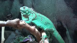 Blue Iguanas For Sale. Buy at Big Apple Pet with Same Day Shipping.