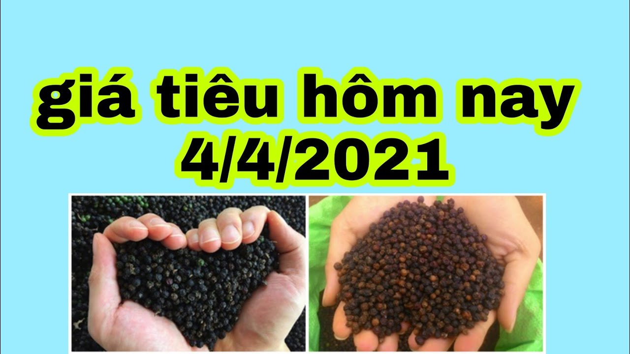 giá tiêu hôm nay 4/4/2021.giá tiêu thế giới hôm nay - YouTube