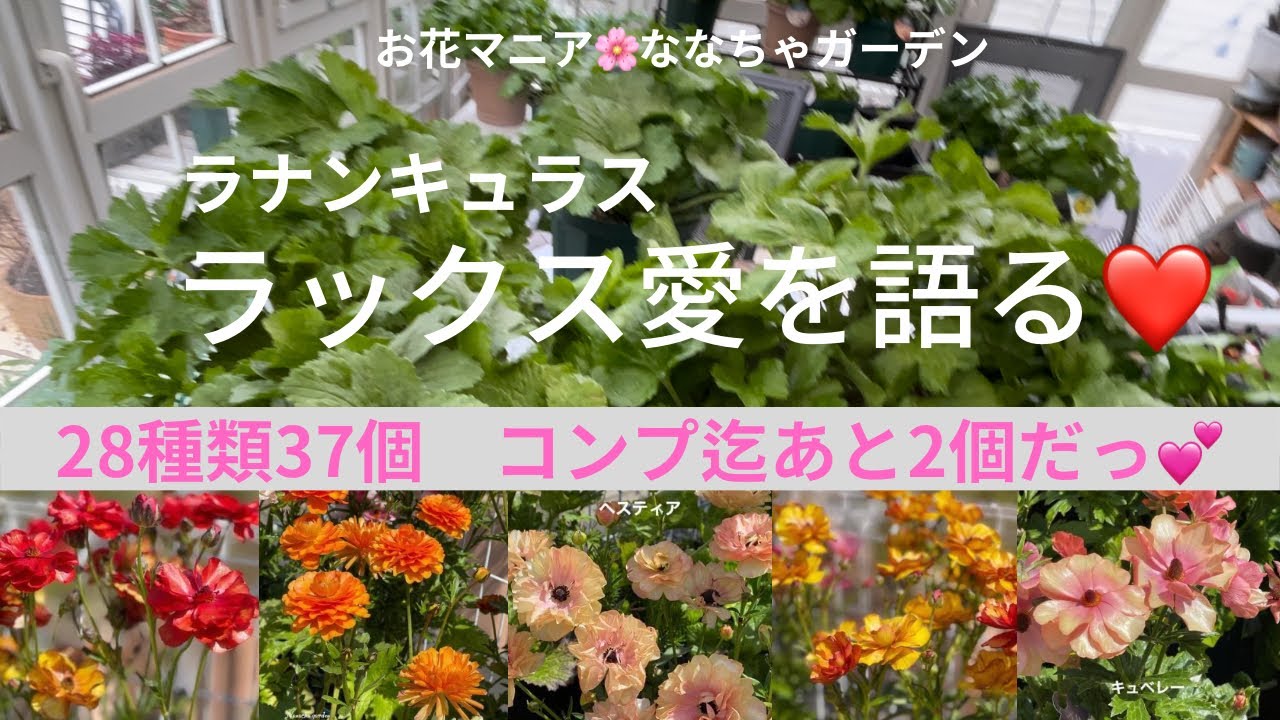 ウルトラあおむし様　ご確認　ラナンキュラス　7種類 ウルトラあおむし様 ご確認 ラナンキュラス 7種類 - メルカリ