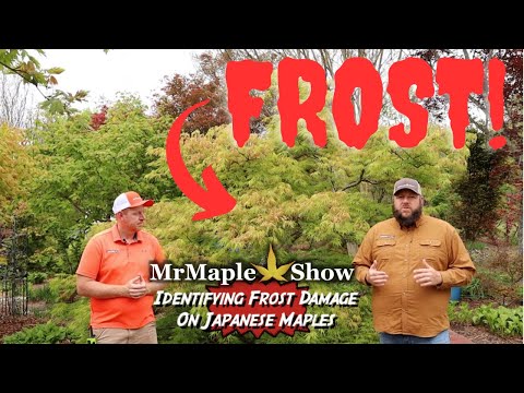 Video: Jack Frost Maple Trees - Lär dig om nordvindens japanska lönnträd
