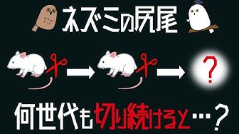 進化論 Youtube