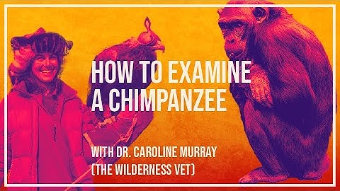 How to examine a chimpanzee with Caroline Murray #shorts