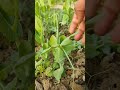 Growing peas by using garden compost soil - strong and healthy growth #farming #organicgardening