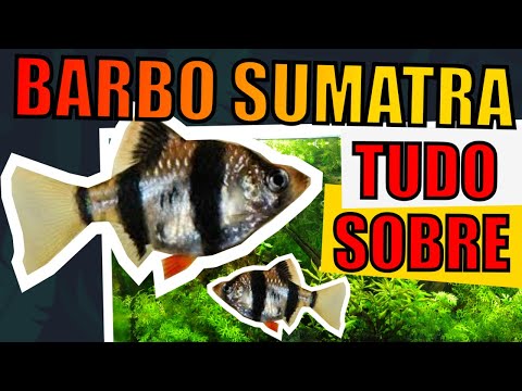 Vídeo: Sumatran Barbus: Características E Requisitos Para O Conteúdo