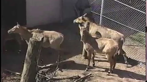 Belle Isle Zoo, Opening Day, May 1, 1990, Tape 1