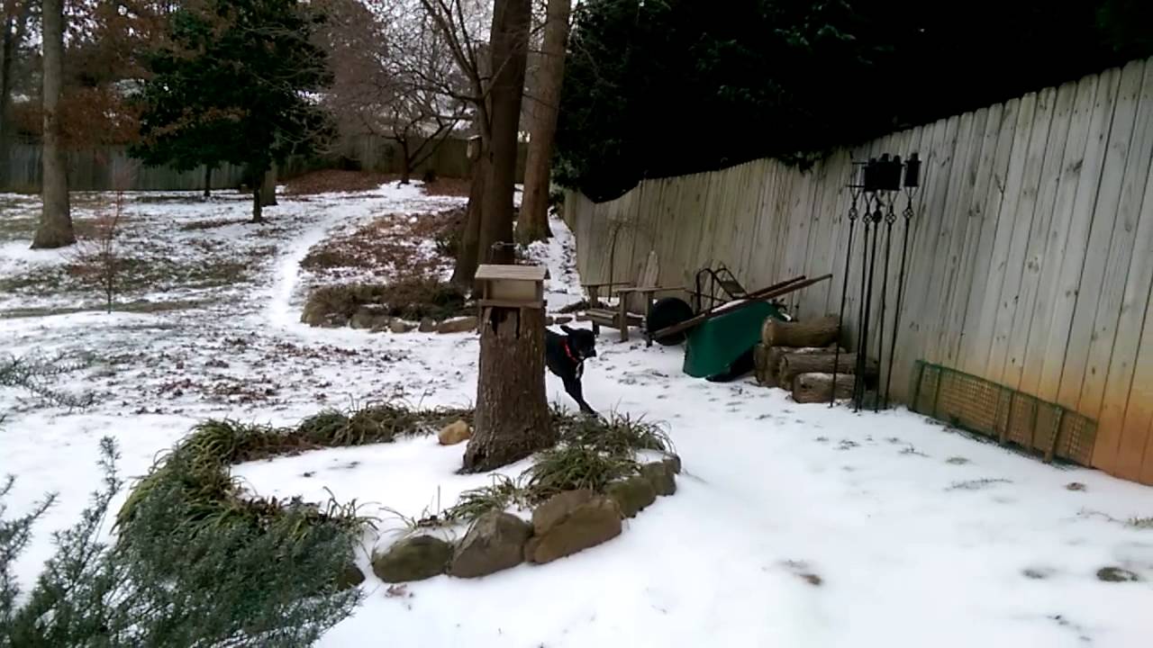 video player Presley Ice Running!