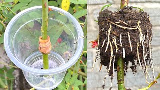 How to extract rose branches at home is very simple, Any season can do it