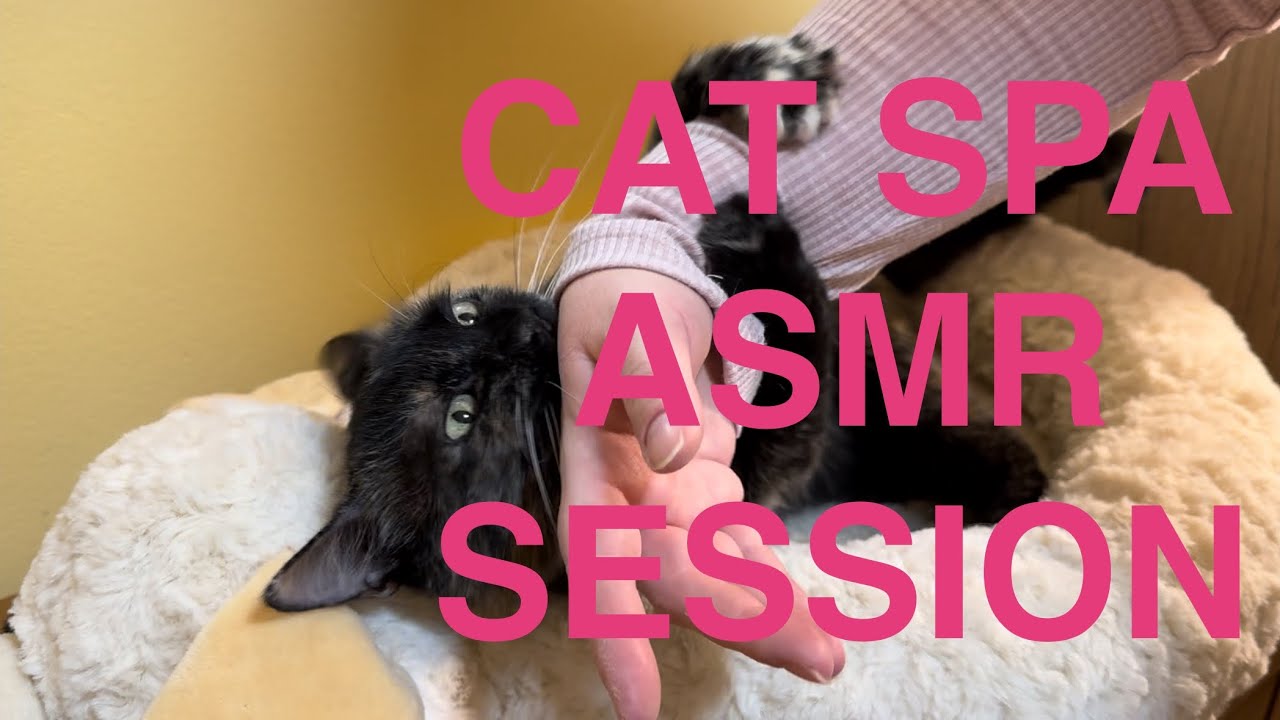 CAT SPA 🐈‍⬛💆‍♀️😻Cum sa-ti relaxezi pisica Sesiune ASMR Romana