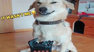 1 Hour of You Laugh You Lose with Hilarious Dogs & Cats