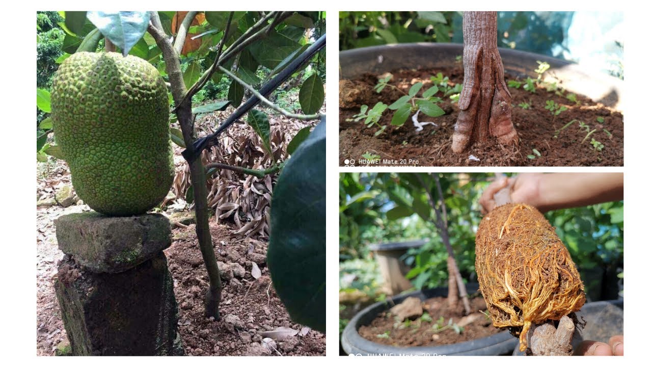 Big Jackfruit tree grafting result YouTube