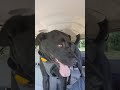 Driving to the dog park.