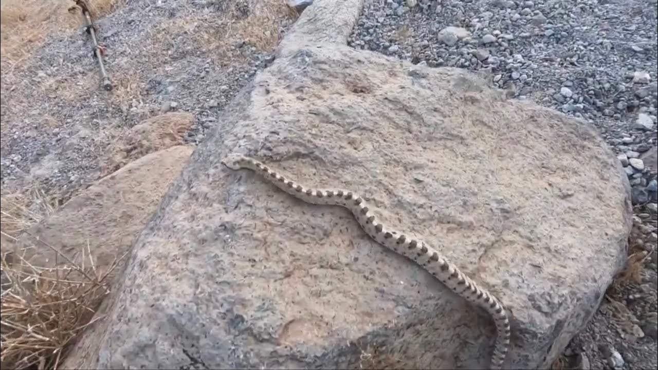 The amazing Sidewinder Rattlesnake.