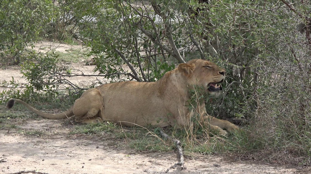 South Africa Krugerpark  (deel 3)