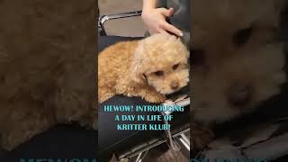 The Day In Life Of Kritter Klub  | Office Life Shorts