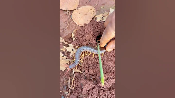 2,500 bullet ants sting iQ centipede is so cool