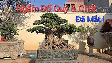 CHIÊM NGƯỠNG KỸ tổng thể VƯỜN CÂY QUÝ và CẢM NHẬN những THAY ĐỔI tại NV của chú QUÂN - Thường Tín .