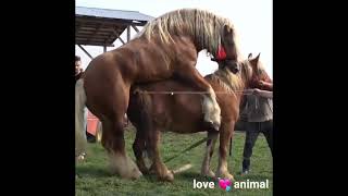 Horses mate-les chevaux s'accouplent love animal part4 تزاوج الخيول