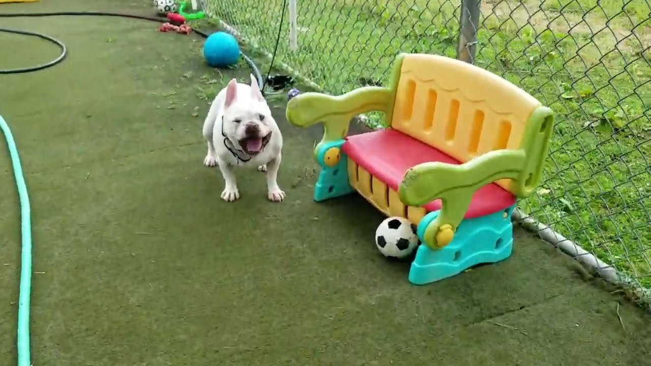 Playtime at Dogs On The Farm & Cats Too!