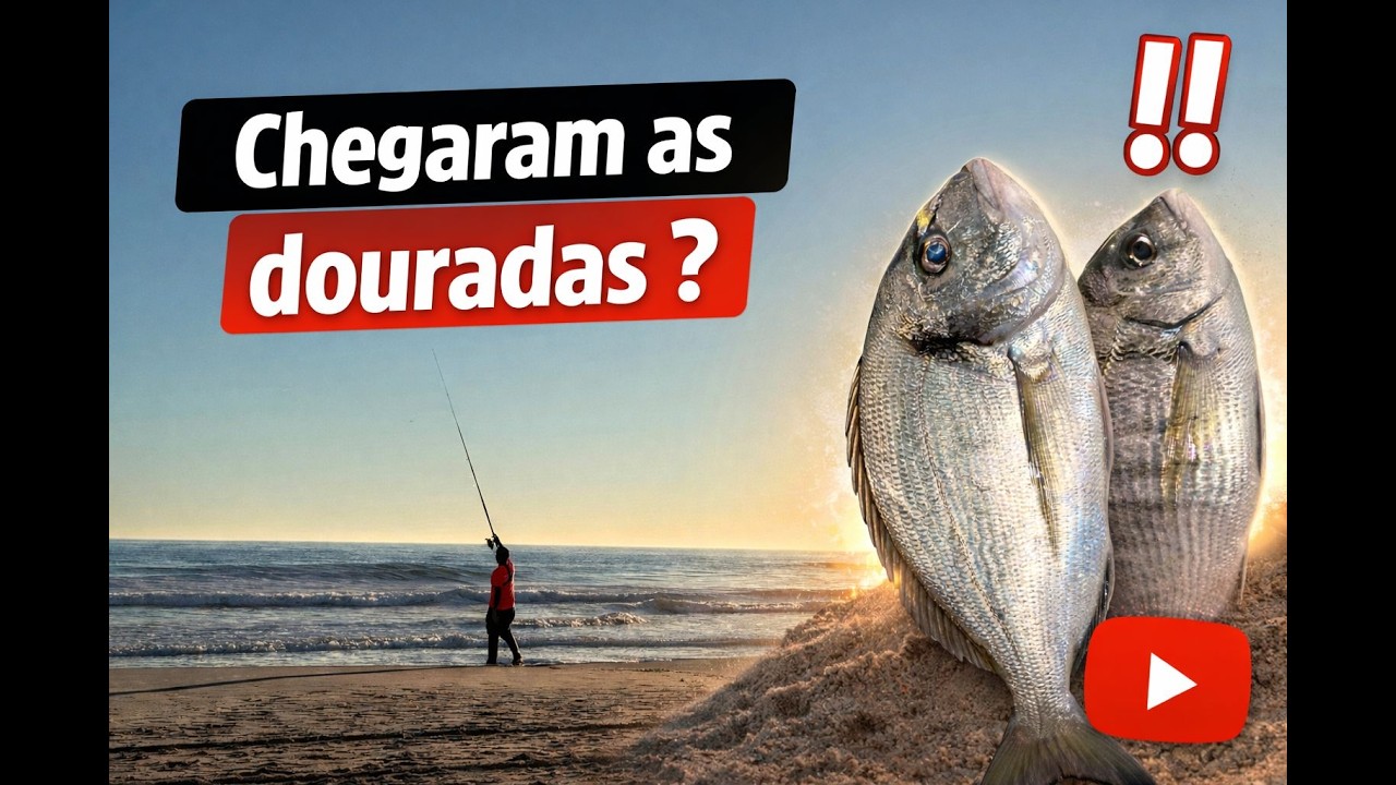 Chegaram as rainhas do surfcasting (douradas) ?   #kalikunnan  #surfcasting #catchandrelease