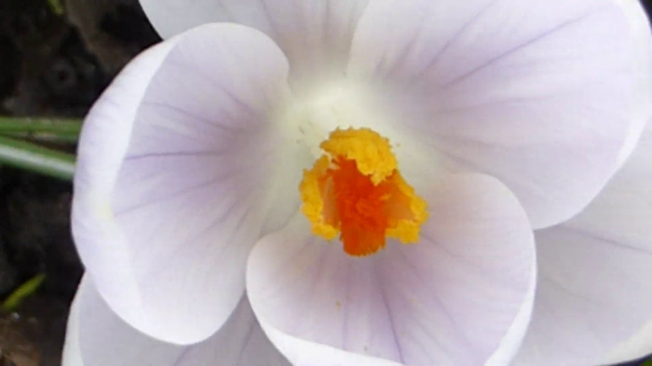 White Crocus - Dvergliljur - Krókusar - Hnýðisjurtir - Garðplöntur