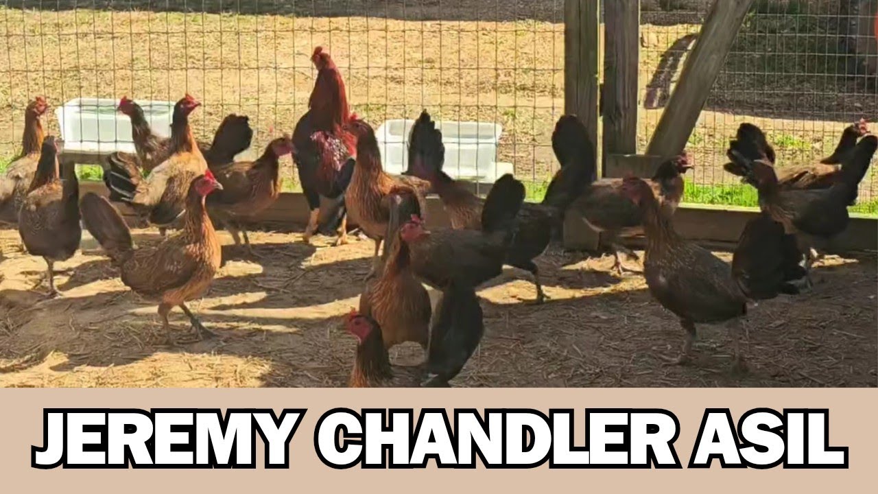 Jeremy Chandler Asil Beautiful Birds | Juan Santos Farm Visit 🇺🇸