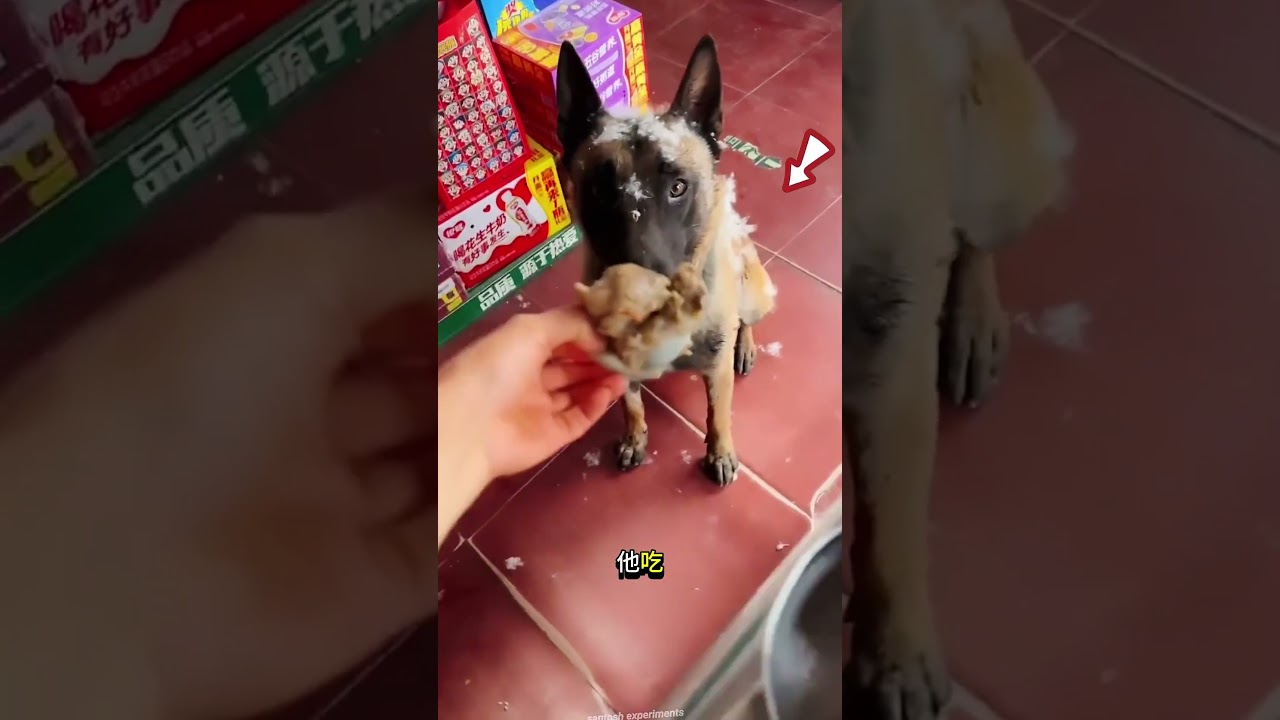 🐶 狗狗每天都给主人带食物……但发生了什么事？