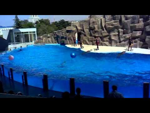 ბათუმის დელფინარიუმი 2011 (1)