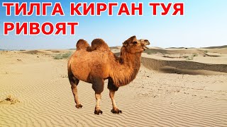 ТИЛГА КИРГАН ТУЯ мўъжиза рўй берди тасирли ривоят