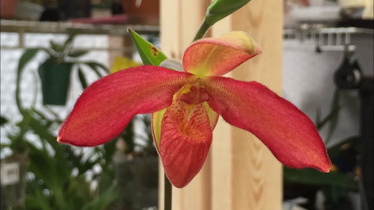 ORCHID CARE: BRIGHT RED PHRAGMIPEDIUM SLIPPER ORCHID IN BLOOM 