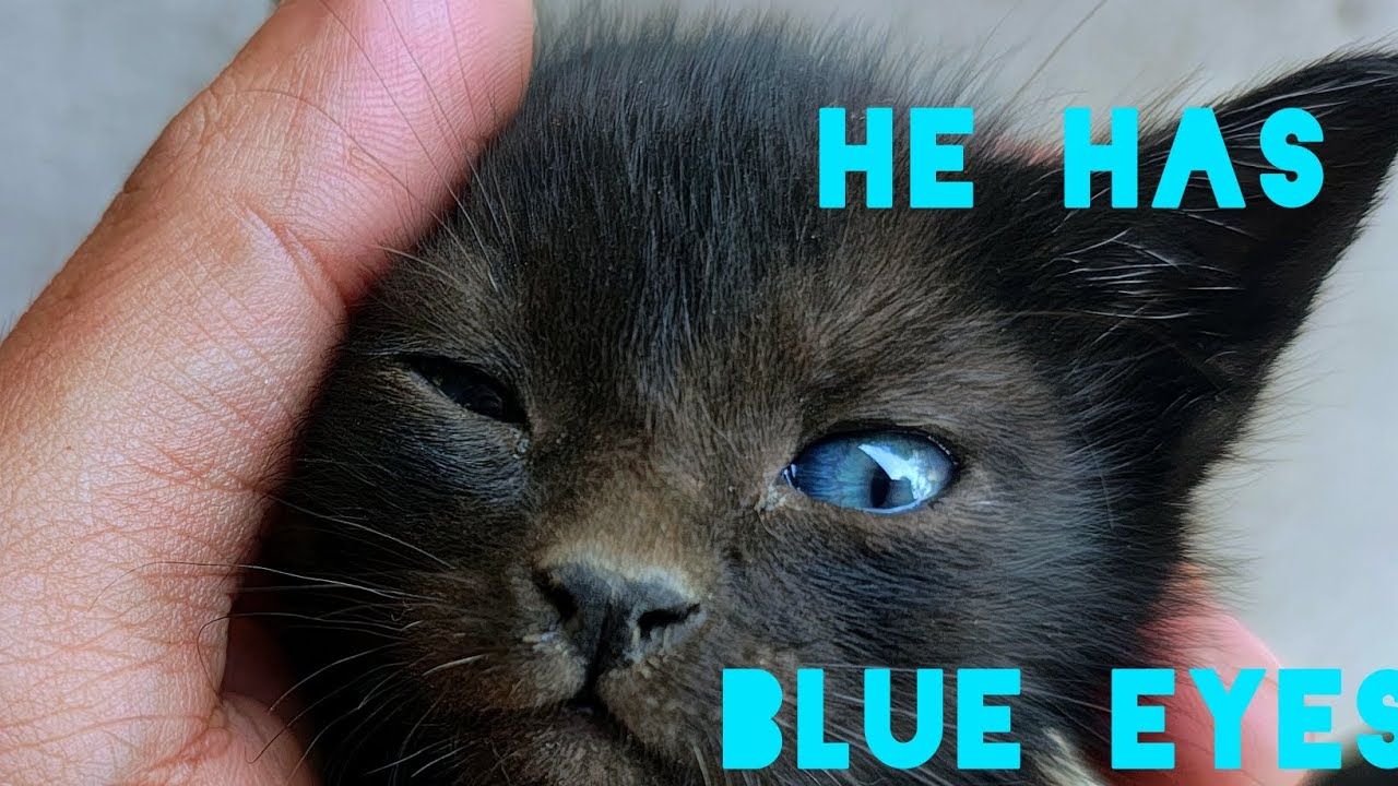 Cat ..! He has  BLUE EYES 