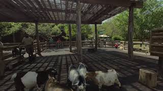 Grumpy Goats in virtual reality