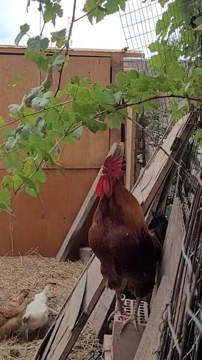 Canto Gallo #gallos #fattoria #canto #campagna #animals #animali #rooster #hen