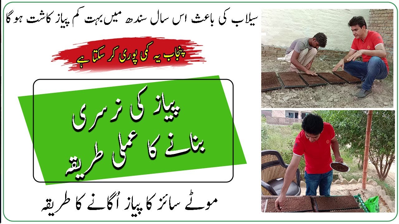 How to make onion nursery|Onion cultivation|Pian lagany ka tareeqa|پیاز کی نرسری لگانے کا طریقہ