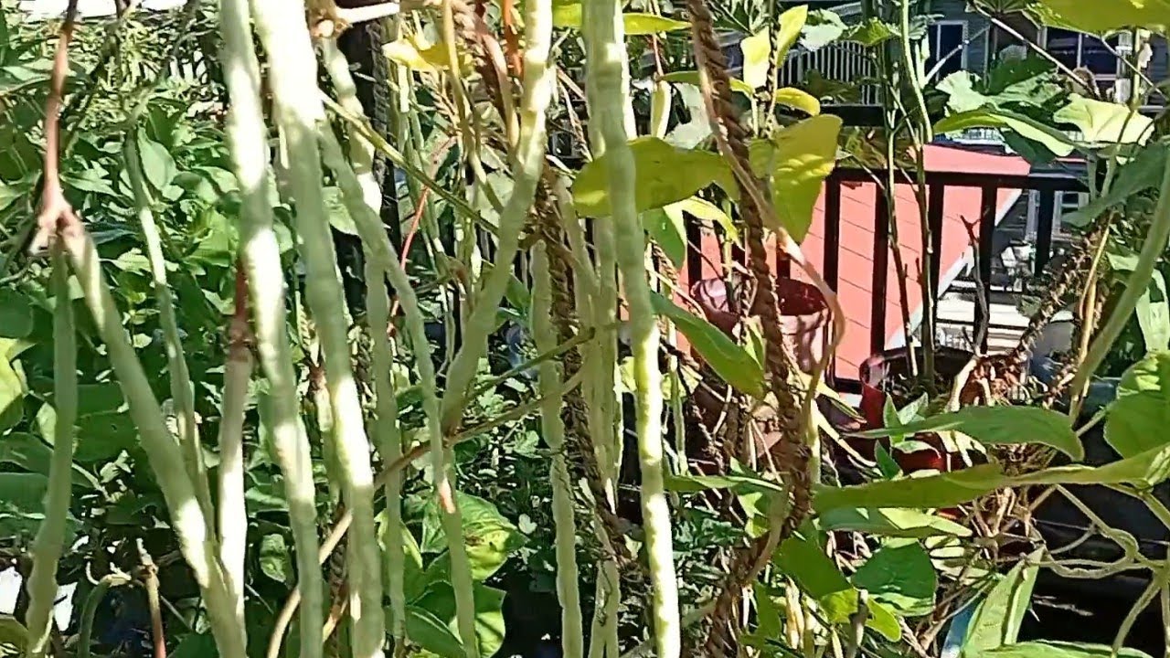 Kausima Lamo Bodi Tipdai//Long Beans On My Roof Top Garden