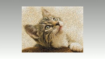 5000 Cats into 1 Cat 🐈🎬