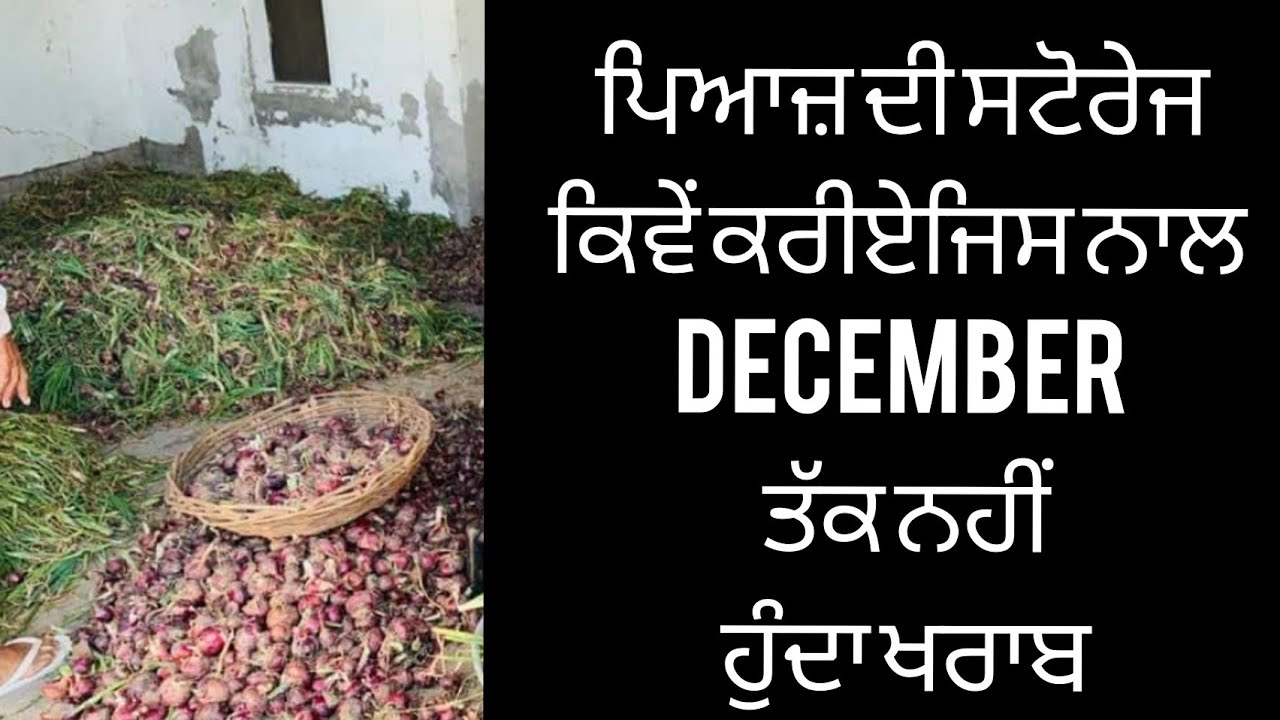 ਪਿਆਜ਼ ਦੀ ਸਾਂਭ ਸੰਭਾਲ । Onion Storage । ਦਸੰਬਰ ਤੱਕ ਰਹੂ ਠੀਕ । Panjaab Paidavar । Sukhi Shergill । Punjab