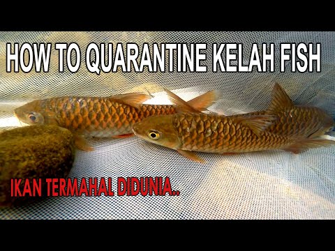 Malaysian Greatest Red Mahseer Ikan Kelah Merah Termahal Dimalaysia