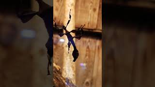 Dancing Bug 🐛 #shorts #funny #animals